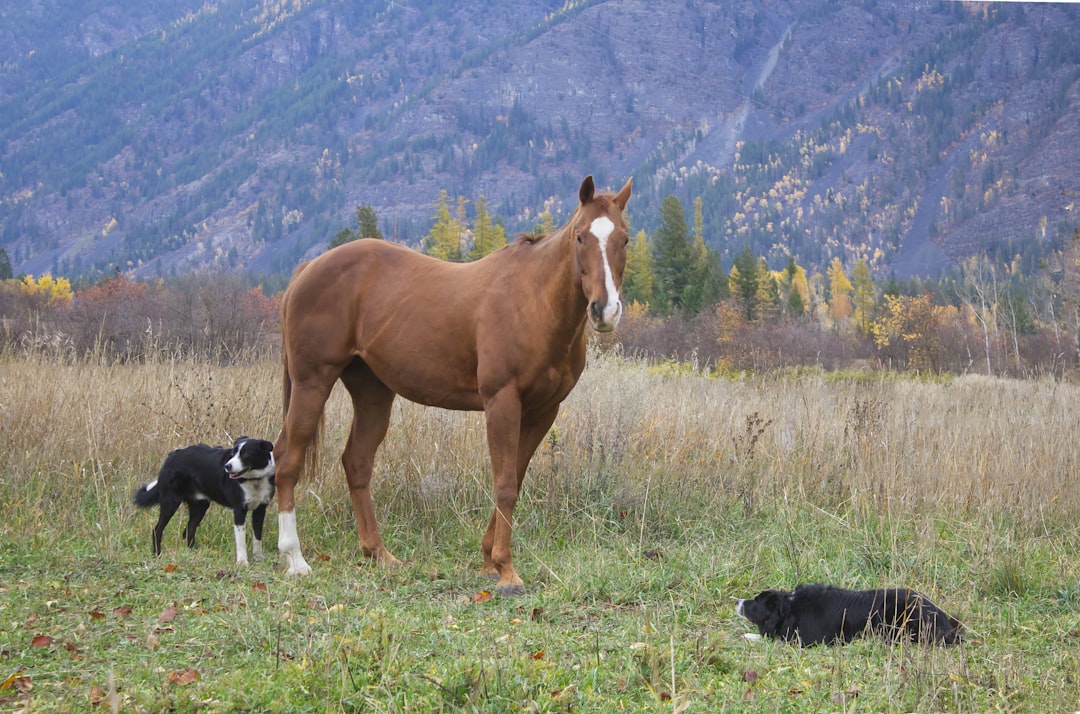 A quarter horse gelding and his border collie friends in a pasture with a mountain view.