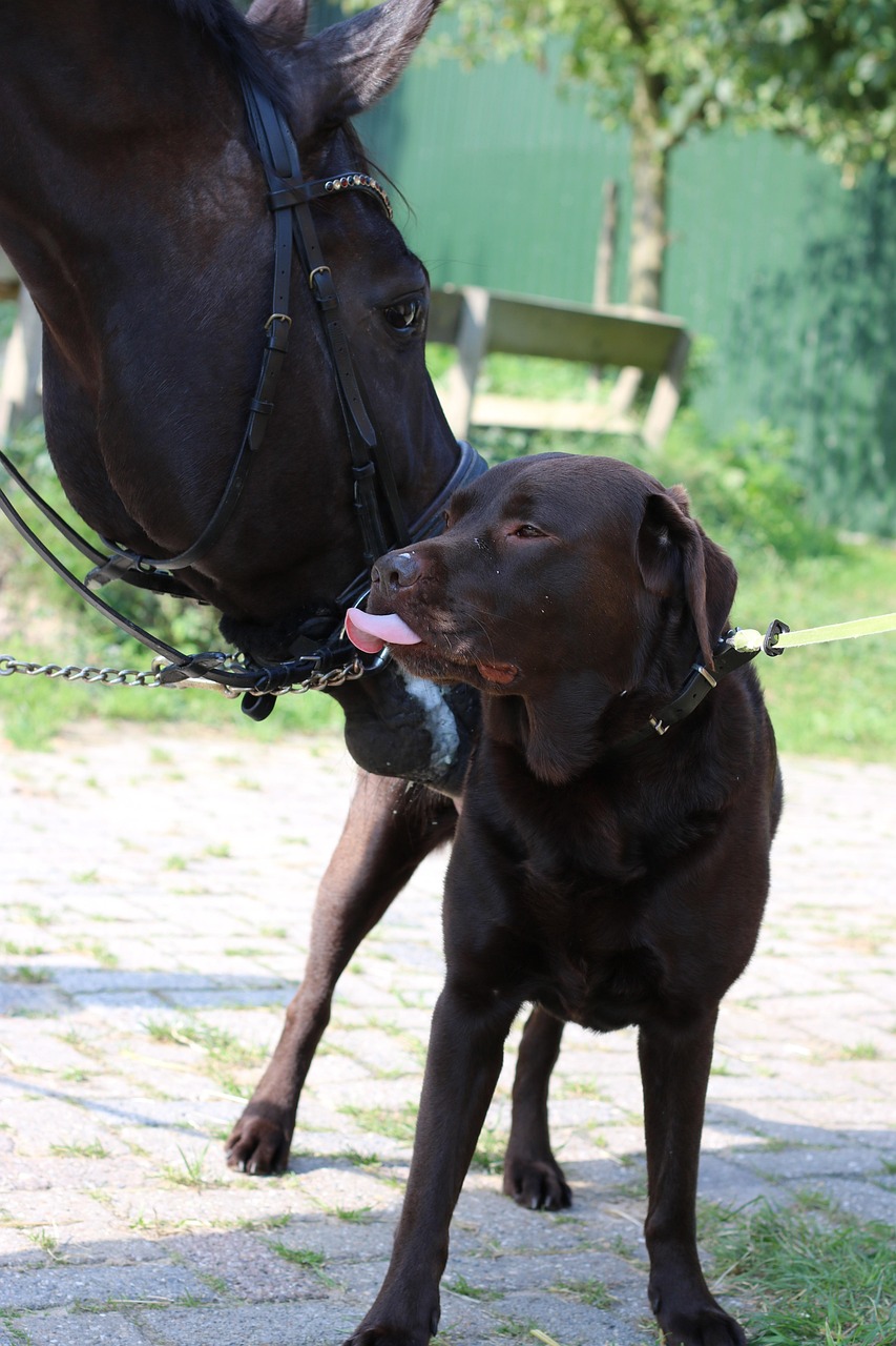 dog, horse, nature, a friend, pet, animal, hondentong, the horse kroelt dog, happy, muzzle, relax