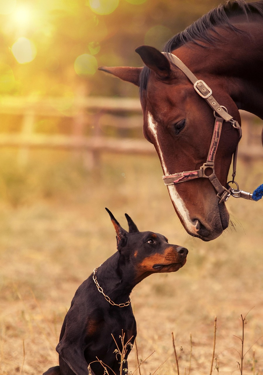 horse, dog, portrait, dobermann, pet, domestic dog, canine, nature, equine, animals, mammals, cute, animal, adorable