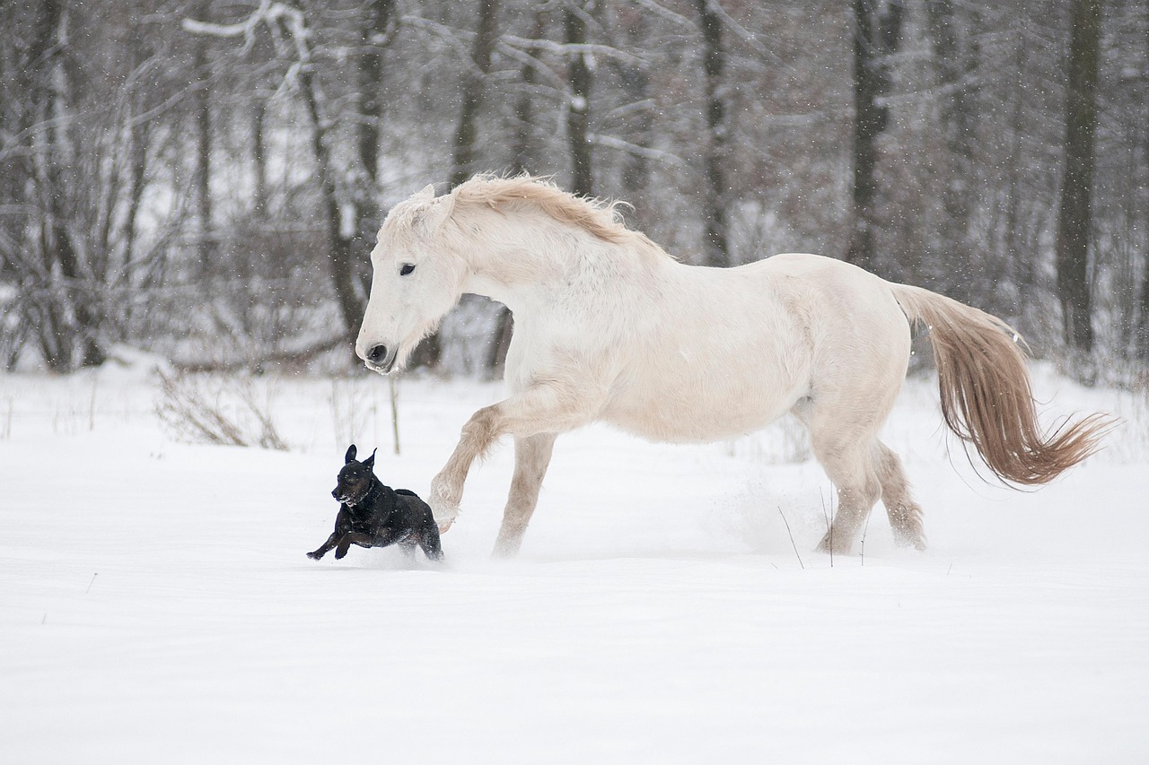 horse, dog, snow, winter, lipizzaner, mare, white horse, nature, animal, equine, pet, animals, mammals, run, play, snowfall, snowing, outdoors, portrait
